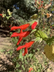 Salvia gesneriiflora