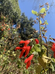 Salvia gesneriiflora