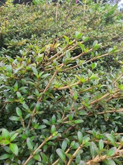 Coprosma ×cunninghamii