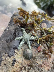 Leptasterias hexactis