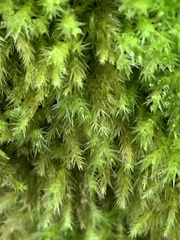 Homalothecium fulgescens