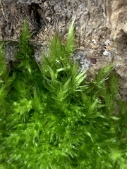 Homalothecium fulgescens