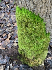 Homalothecium fulgescens