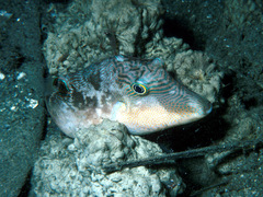 Canthigaster compressa