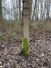 Homalothecium fulgescens