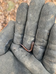Plethodon ventralis