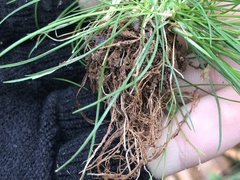 Piptochaetium avenaceum