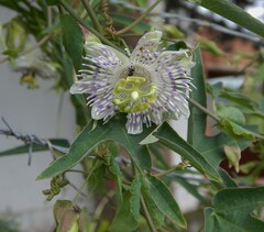 Passiflora tucumanensis