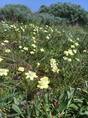 Platystemon californicus