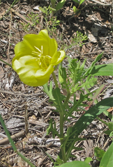 Oenothera grandis