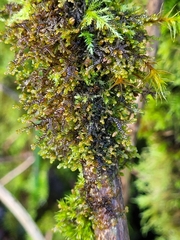 Frullania nisquallensis