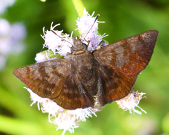 Pellicia arina