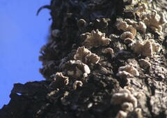 Schizophyllum