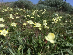 Platystemon californicus