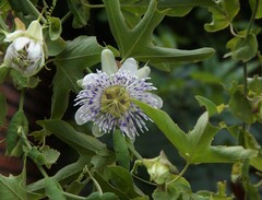 Passiflora tucumanensis