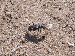 Cicindela purpurea