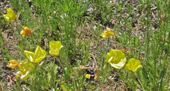 Oenothera grandis
