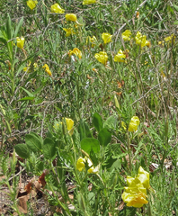Oenothera grandis