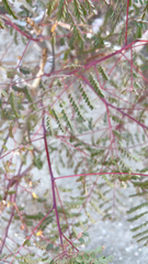 Erythrostemon gilliesii