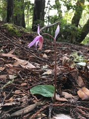 Calypso bulbosa occidentalis
