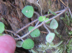 Nertera dichondrifolia