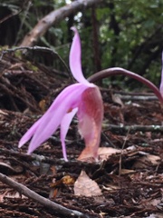 Calypso bulbosa occidentalis