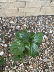 Ehretia anacua