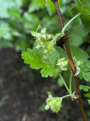 Image of Ribes binominatum by (c) Dee Shea Himes, some rights reserved (CC BY)