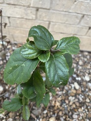 Ehretia anacua