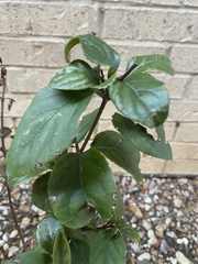 Ehretia anacua