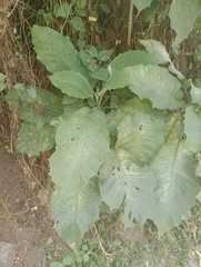 Brugmansia arborea