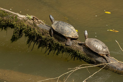 Rhinoclemmys funerea