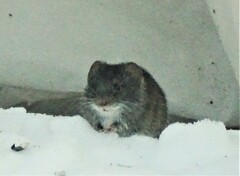 Clethrionomys gapperi