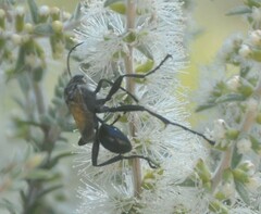 Sphecinae