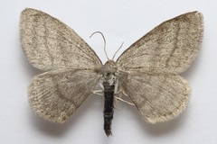 Scopula frigidaria
