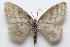 Scopula frigidaria