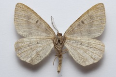 Macaria loricaria