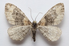 Xanthorhoe ferrugata