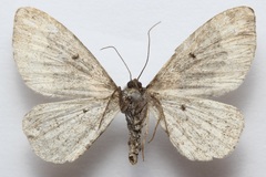 Xanthorhoe ferrugata