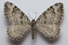Xanthorhoe abrasaria