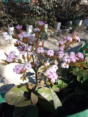 Kalanchoe carnea
