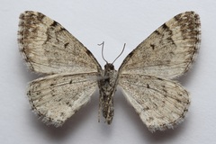 Xanthorhoe abrasaria