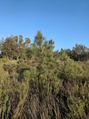 Pinus torreyana