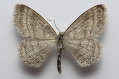 Scopula frigidaria