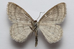Scopula frigidaria