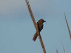 Synallaxis albescens