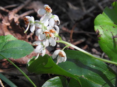 Pyrola elliptica