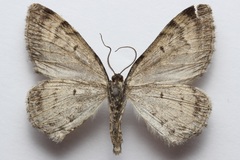 Xanthorhoe abrasaria