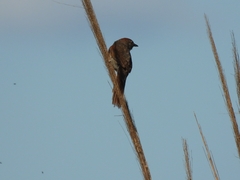 Synallaxis albescens