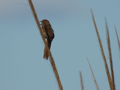 Synallaxis albescens